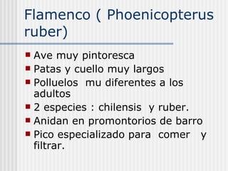 Flamenco ( Phoenicopterus  ruber) Ave muy pintoresca  Patas y cuello muy largos Polluelos  mu diferentes a los adultos 2 especies : chilensis  y ruber. Anidan en promontorios de barro Pico especializado para  comer  y filtrar. 