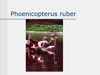 Phoenicopterus ruber  
