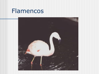 Flamencos  