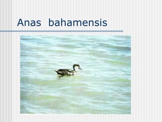 Anas  bahamensis  