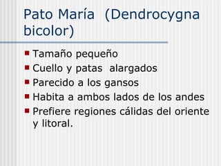 Pato María  (Dendrocygna bicolor) Tamaño pequeño  Cuello y patas  alargados  Parecido a los gansos Habita a ambos lados de los andes  Prefiere regiones cálidas del oriente y litoral. 