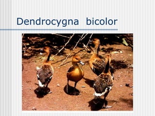 Dendrocygna  bicolor  