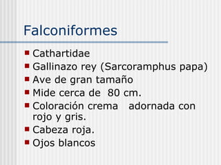 Falconiformes  Cathartidae  Gallinazo rey (Sarcoramphus papa) Ave de gran tamaño  Mide cerca de  80 cm. Coloración crema  adornada con rojo y gris. Cabeza roja. Ojos blancos 