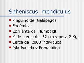 Spheniscus  mendículus  Pingüino de  Galápagos  Endémica Corriente de  Humboldt Mide  cerca de  52 cm y pesa 2 Kg. Cerca de  2000 individuos  Isla Isabela y Fernandina  