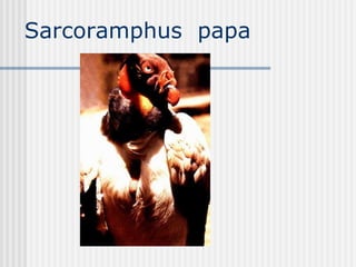 Sarcoramphus  papa  