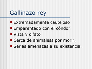 Gallinazo rey Extremadamente cauteloso Emparentado con el cóndor Vista y olfato Cerca de animaless por morir. Serias amenazas a su existencia.  