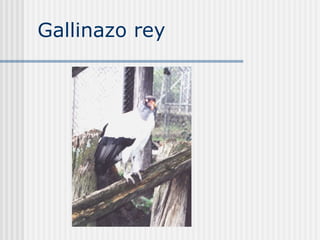 Gallinazo rey 