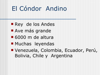 El Cóndor  Andino  Rey  de los Andes  Ave más grande  6000 m de altura  Muchas  leyendas  Venezuela, Colombia, Ecuador, Perú, Bolivia, Chile y  Argentina 