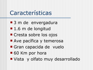 Características  3 m de  envergadura 1.6 m de longitud  Cresta sobre los ojos Ave pacífica y temerosa  Gran capacida de  vuelo  60 Km por hora  Vista  y olfato muy desarrollado  
