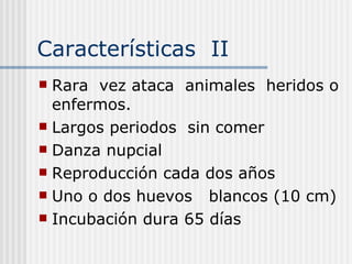 Características  II Rara  vez ataca  animales  heridos o enfermos. Largos periodos  sin comer Danza nupcial Reproducción cada dos años  Uno o dos huevos  blancos (10 cm) Incubación dura 65 días  