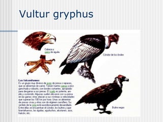 Vultur gryphus  