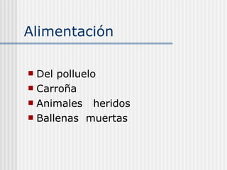 Alimentación Del polluelo  Carroña  Animales  heridos  Ballenas  muertas  