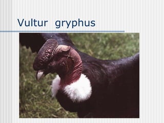 Vultur  gryphus  
