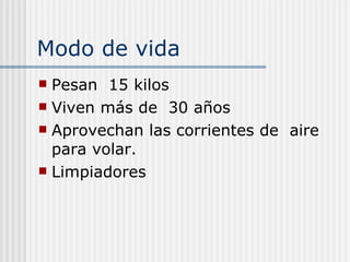 Modo de vida  Pesan  15 kilos  Viven más de  30 años  Aprovechan las corrientes de  aire  para volar. Limpiadores  