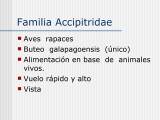 Familia Accipitridae Aves  rapaces  Buteo  galapagoensis  (único) Alimentación en base  de  animales vivos. Vuelo rápido y alto Vista  
