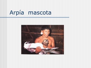 Arpía  mascota  
