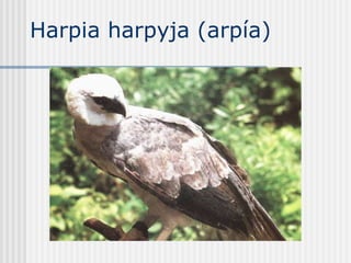 Harpia harpyja (arpía) 