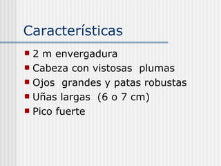 Características  2 m envergadura  Cabeza con vistosas  plumas  Ojos  grandes y patas robustas  Uñas largas  (6 o 7 cm) Pico fuerte  