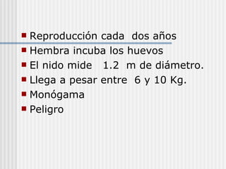 Reproducción cada  dos años  Hembra incuba los huevos  El nido mide  1.2  m de diámetro. Llega a pesar entre  6 y 10 Kg. Monógama Peligro  