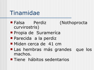 Tinamidae  Falsa  Perdiz  (Nothoprocta  curvirostris) Propia de  Surameríca  Parecida  a la perdiz  Miden cerca de  41 cm  Las hembras más grandes  que los machos. Tiene  hábitos sedentarios 