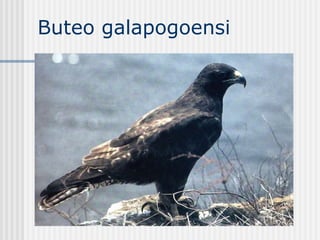 Buteo galapogoensi  