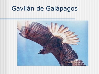 Gavilán de Galápagos  