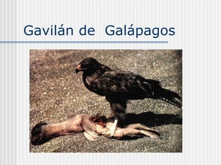 Gavilán de  Galápagos  