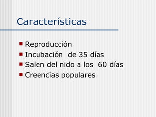 Características  Reproducción  Incubación  de 35 días Salen del nido a los  60 días  Creencias populares  