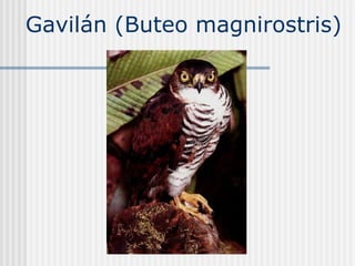 Gavilán (Buteo magnirostris) 