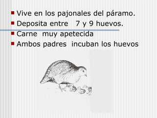 Vive en los pajonales del páramo. Deposita entre  7 y 9 huevos. Carne  muy apetecida  Ambos padres  incuban los huevos  