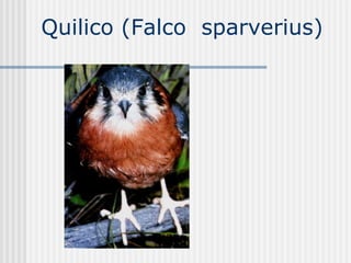 Quilico (Falco  sparverius) 