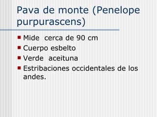 Pava de monte (Penelope  purpurascens) Mide  cerca de 90 cm Cuerpo esbelto Verde  aceituna  Estribaciones occidentales de los andes. 
