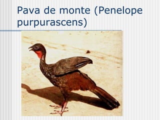 Pava de monte (Penelope purpurascens)  