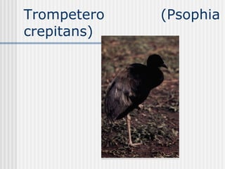 Trompetero (Psophia crepitans) 