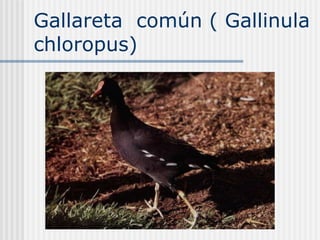 Gallareta  común ( Gallinula chloropus) 