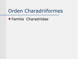 Orden Charadriiformes  Familia  Charadriidae 