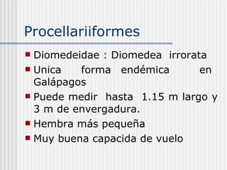 Procellariiformes  Diomedeidae : Diomedea  irrorata  Unica  forma endémica  en  Galápagos  Puede medir  hasta  1.15 m largo y  3 m de envergadura. Hembra más pequeña  Muy buena capacida de vuelo  
