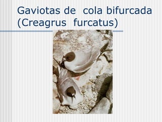 Gaviotas de  cola bifurcada (Creagrus  furcatus) 