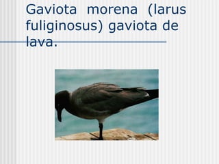 Gaviota  morena  (larus fuliginosus) gaviota de  lava. 