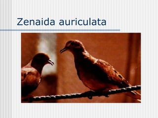 Zenaida auriculata  