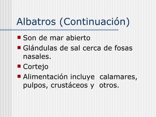 Albatros (Continuación) Son de mar abierto Glándulas de sal cerca de fosas nasales. Cortejo  Alimentación incluye  calamares, pulpos, crustáceos y  otros. 
