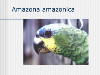 Amazona amazonica  