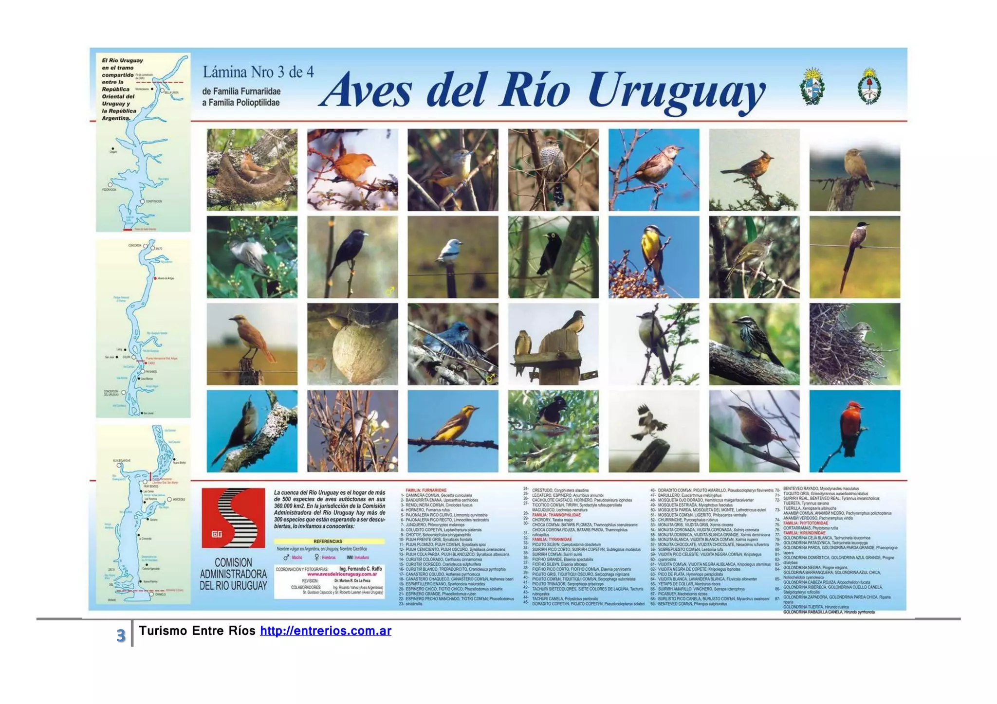 Aves del río Uruguay | PDF | South America Travel | Travel Locations