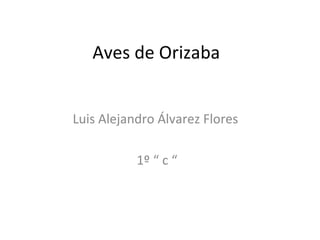 Aves de Orizaba  Luis Alejandro Álvarez Flores  1º “ c “ 