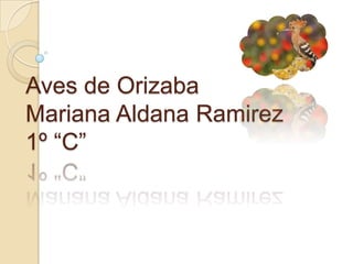 Aves de OrizabaMariana Aldana Ramirez1º “C” 