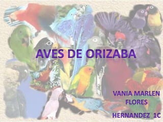 AVES DE ORIZABA VANIA MARLEN FLORES HERNANDEZ  1c 