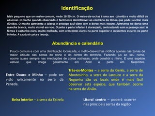 Pouco comum e com uma distribuição localizada, o melro-das-rochas nidifica apenas nas zonas de
maior altitude das serras do norte e do centro do território. Fazendo jus ao seu nome,
ocorre quase sempre nas imediações de zonas rochosas, onde constrói o ninho. É uma espécie
estival, que chega geralmente em Abril e parte em Setembro.
Entre Douro e Minho – pode ser
visto unicamente na serra da
Peneda.
Trás-os-Montes – a serra do Gerês, a serra de
Montesinho, a serra do Larouco e a serra da
Nogueira são os locais onde é mais fácil
observar esta espécie, que também ocorre
na serra do Alvão.
Litoral centro – poderá ocorrer
nas principais serras da região
Beira interior – a serra da Estrela
Mais pequeno que um melro-comum, mede 18-20 cm. O melro-da-rochas é uma ave colorida e muito difícil de
observar. O macho quando observado é facilmente identificável ao contrário da fêmea que pode suscitar mais
dúvidas. O macho apresenta a cabeça e pescoço azul-claro com o dorso mais escuro. Apresenta no dorso uma
mancha branca, muito visível em voo. O peito e parte inferior é alaranjado, contrastando com o pescoço azul. A
fêmea é castanho-claro, muito malhada, com crescentes claros na parte superior e crescentes escuros na parte
inferior. A cauda é curta e laranja.
Identificação
Abundância e calendário
 