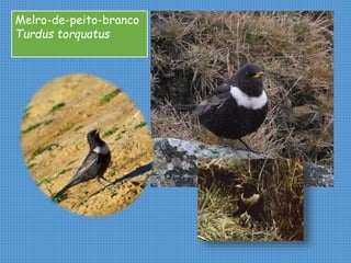 Melro-de-peito-branco
Turdus torquatus
 