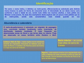 Tal como o nome indica, é idêntico ao melro-preto, diferenciando-se sobretudo pela distinta
marca branca no peito em forma de crescente lunar. A intensidade da cor desta marca varia
conforme o sexo e idade da ave, sendo mais nítida nos machos adultos, e mais pálida nas
fêmeas e aves jovens. As asas dos exemplares desta espécie são um pouco mais pálidas que as
do melro-preto, sendo esta característica mais notada quando em voo
O melro-de-peito-branco é sobretudo um migrador de passagem
raro, ocorrendo também localmente como invernante, de
distribuição bastante localizada. É mais frequente em
determinadas zonas do litoral e nas terras altas no interior. Pode
ser observado no nosso território entre Outubro e Abril.
Beira interior – as zonas
mais altas da serra da
Estrela
Lisboa e Vale do Tejo – nesta região ocorre sobretudo
durante as migrações; frequenta as falésias junto ao
cabo da Roca, o «castelo» da Peninha (serra de Sintra)
e o topo da serra da Arrábida
Algarve – esta espécie inverna com regularidade nos
vales e falésias da costa sudoeste e perto do cabo de
São Vicente. Ocorre também na Rocha da Pena e na
serra de Monchique
Identificação
Abundância e calendário
 