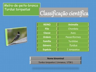 Melro-de-peito-branco
Turdus torquatus
Classificação científica
REINO Animalia
Filo Chordata
Classe Aves
Ordem Passeriformes
Família Turdidae
Género Turdus
Espécie T. torquatus
Nome binominal
Turdus torquatus ( Linnaeus, 1758 )
 